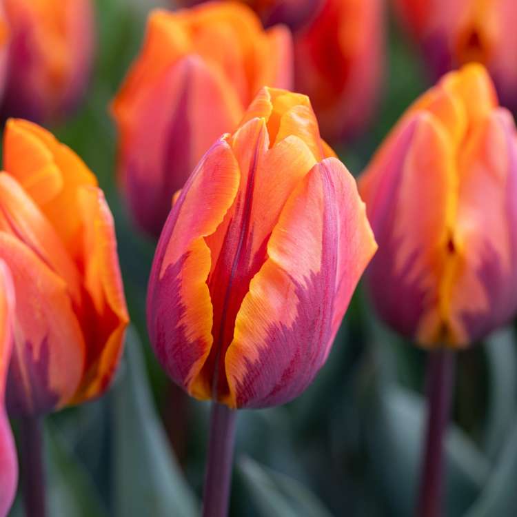 Tulpan 'Princess Irene'